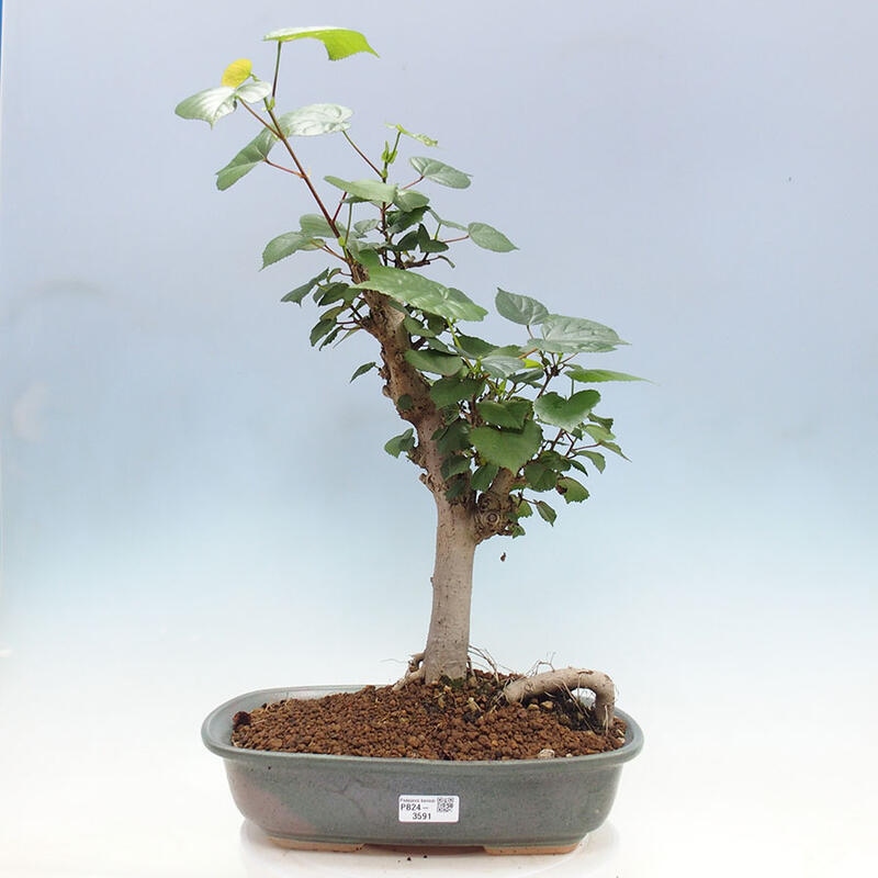 Bonsai do wnętrz - Hibiscus tiliaceus - Hibiskus morski + książka SUISEKI Gratis