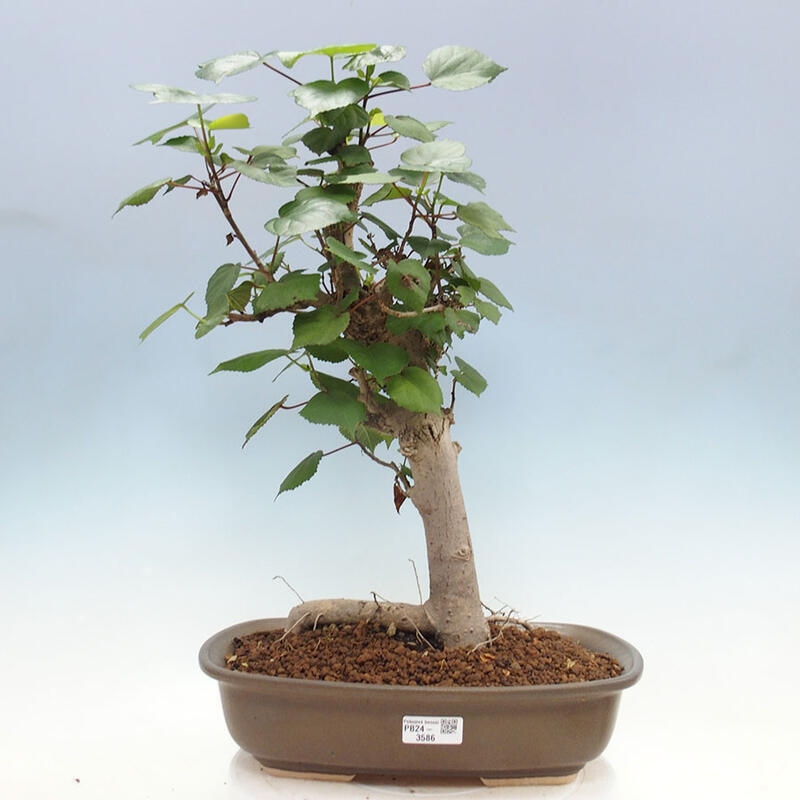 Bonsai do wnętrz - Hibiscus tiliaceus - Hibiskus morski + książka SUISEKI Gratis