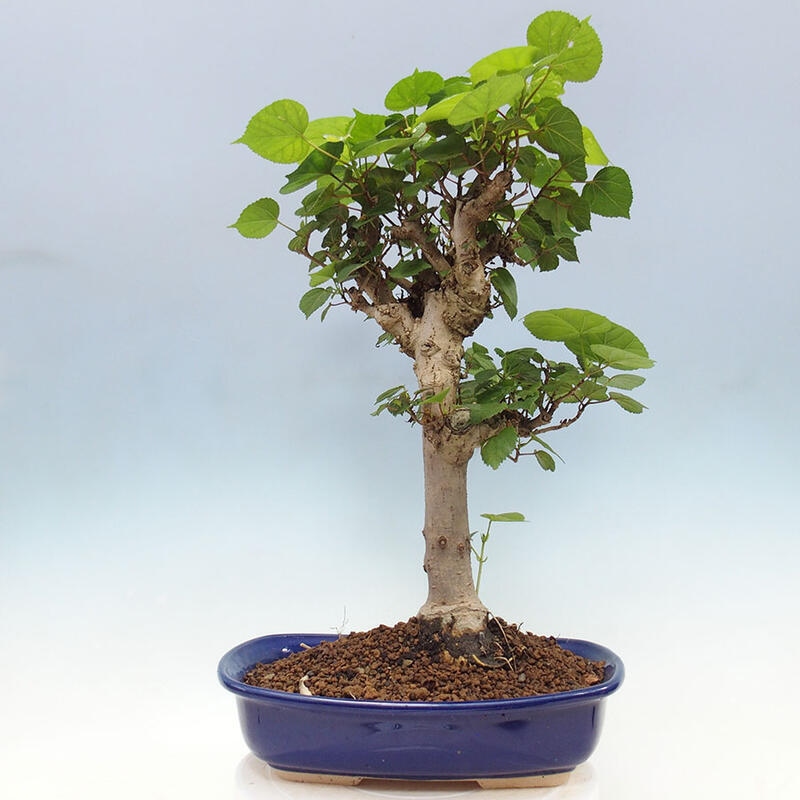 Bonsai do wnętrz - Hibiscus tiliaceus - Hibiskus morski + książka SUISEKI Gratis