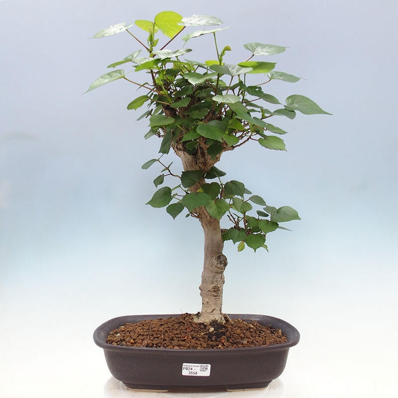 Bonsai do wnętrz - Hibiscus tiliaceus - Hibiskus morski + książka SUISEKI Gratis