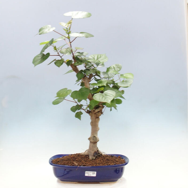 Bonsai do wnętrz - Hibiscus tiliaceus - Hibiskus morski + książka SUISEKI Gratis