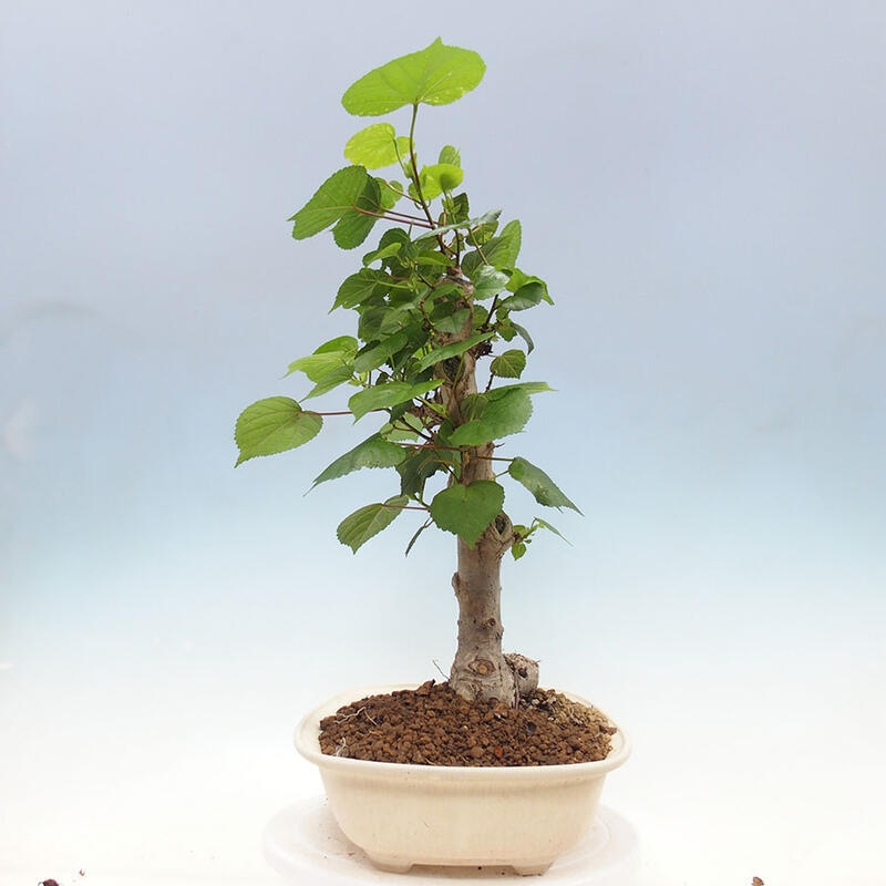 Bonsai do wnętrz - Hibiscus tiliaceus - Hibiskus morski + książka SUISEKI Gratis