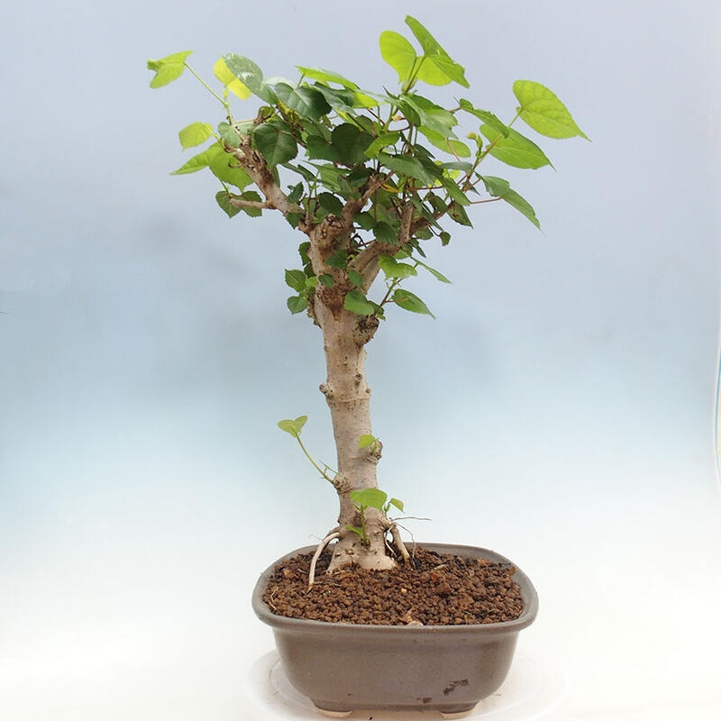 Bonsai do wnętrz - Hibiscus tiliaceus - Hibiskus morski + książka SUISEKI Gratis