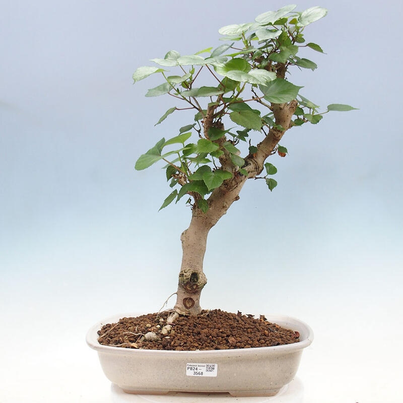 Bonsai do wnętrz - Hibiscus tiliaceus - Hibiskus morski + książka SUISEKI Gratis