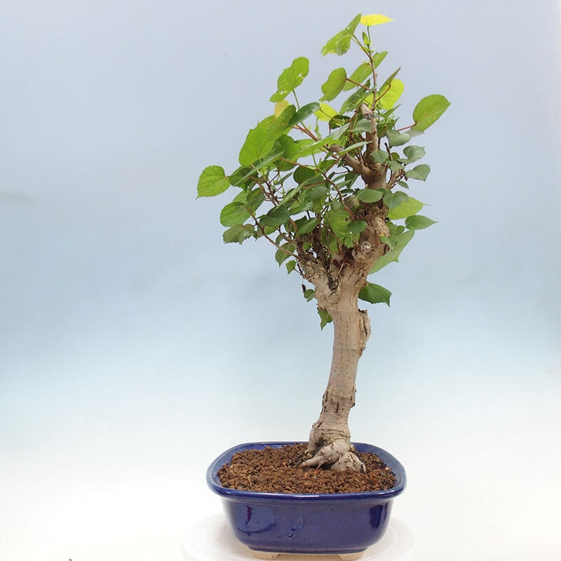 Bonsai do wnętrz - Hibiscus tiliaceus - Hibiskus morski + książka SUISEKI Gratis