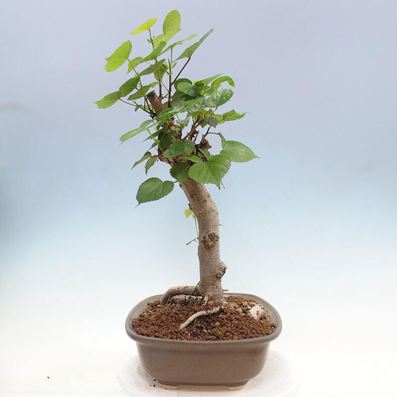 Bonsai do wnętrz - Hibiscus tiliaceus - Hibiskus morski + książka SUISEKI Gratis