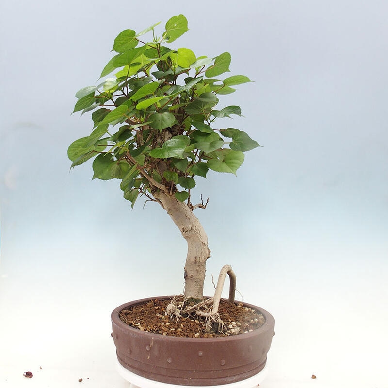 Bonsai do wnętrz - Hibiscus tiliaceus - Hibiskus morski + książka SUISEKI Gratis