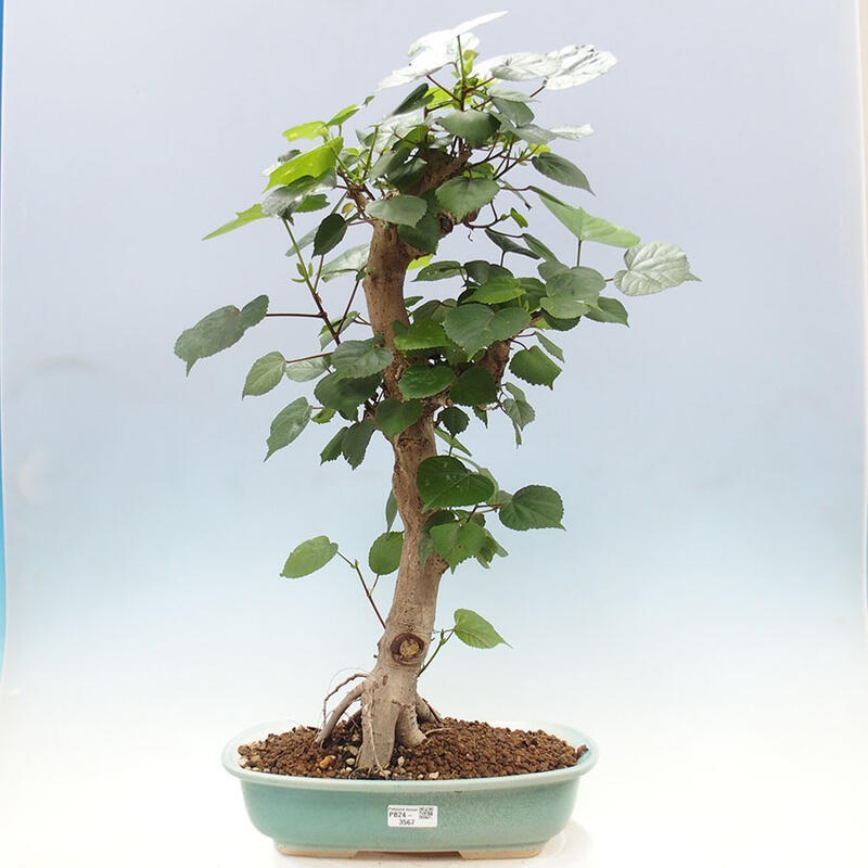 Bonsai do wnętrz - Hibiscus tiliaceus - Hibiskus morski + książka SUISEKI Gratis