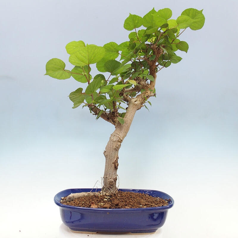 Bonsai do wnętrz - Hibiscus tiliaceus - Hibiskus morski + książka SUISEKI Gratis