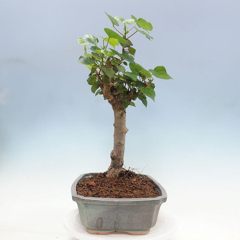 Bonsai do wnętrz - Hibiscus tiliaceus - Hibiskus morski + książka SUISEKI Gratis