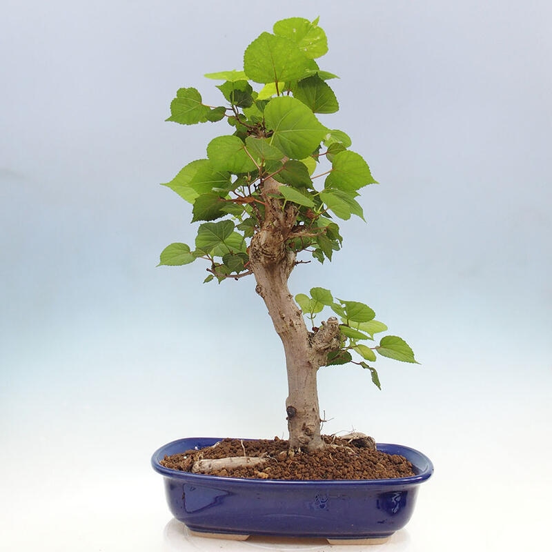 Bonsai do wnętrz - Hibiscus tiliaceus - Hibiskus morski + książka SUISEKI Gratis