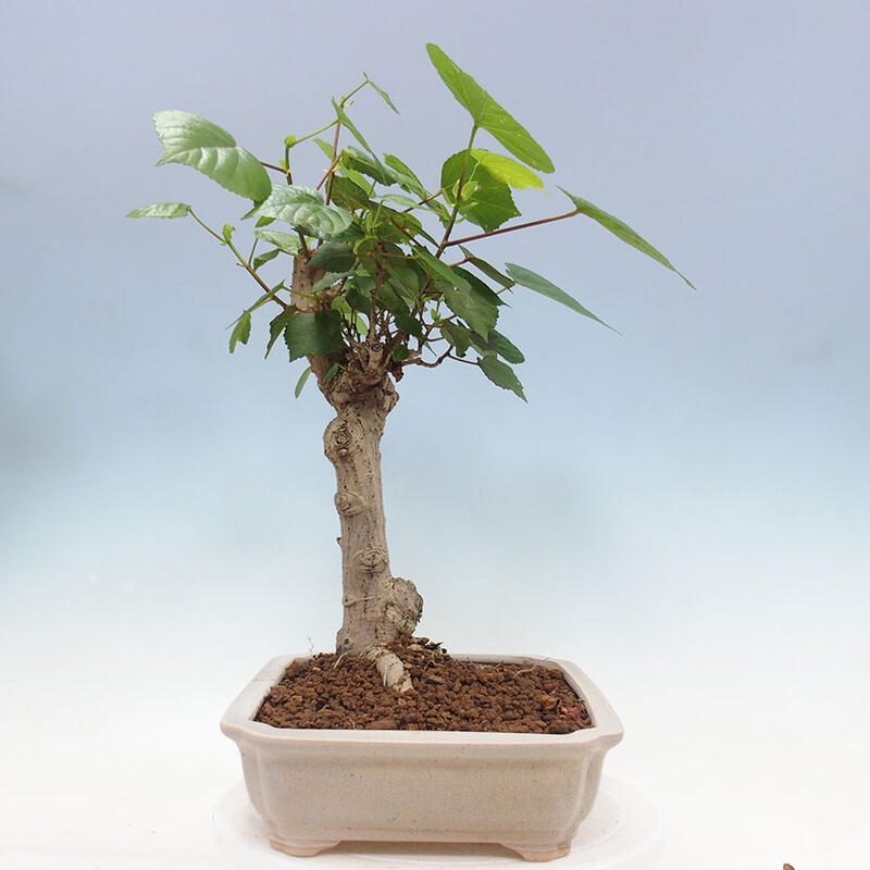 Bonsai do wnętrz - Hibiscus tiliaceus - Hibiskus morski + książka SUISEKI Gratis