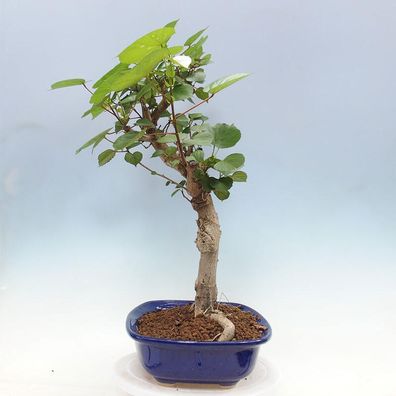 Bonsai do wnętrz - Hibiscus tiliaceus - Hibiskus morski + książka SUISEKI Gratis