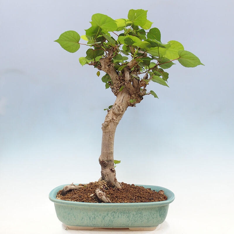 Bonsai do wnętrz - Hibiscus tiliaceus - Hibiskus morski + książka SUISEKI Gratis