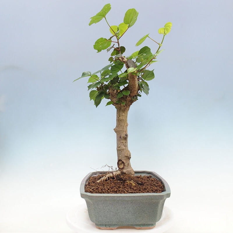 Bonsai do wnętrz - Hibiscus tiliaceus - Hibiskus morski + książka SUISEKI Gratis