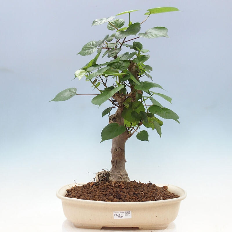 Bonsai do wnętrz - Hibiscus tiliaceus - Hibiskus morski + książka SUISEKI Gratis