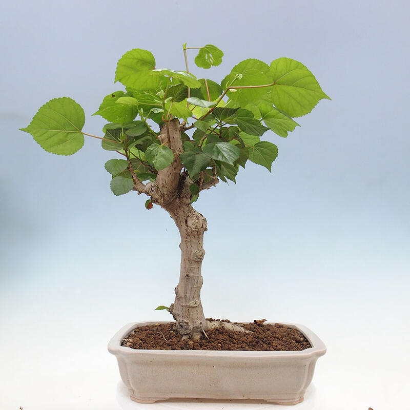 Bonsai do wnętrz - Hibiscus tiliaceus - Hibiskus morski + książka SUISEKI Gratis