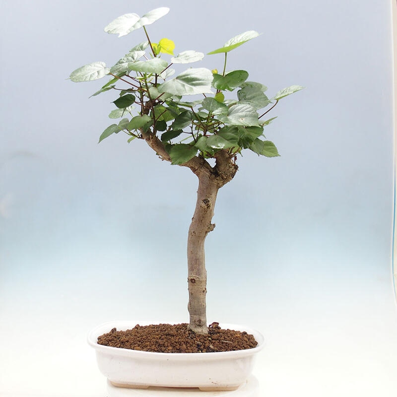 Bonsai do wnętrz - Hibiscus tiliaceus - Hibiskus morski + książka SUISEKI Gratis