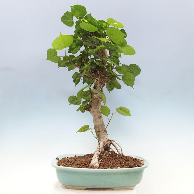 Bonsai do wnętrz - Hibiscus tiliaceus - Hibiskus morski + książka SUISEKI Gratis