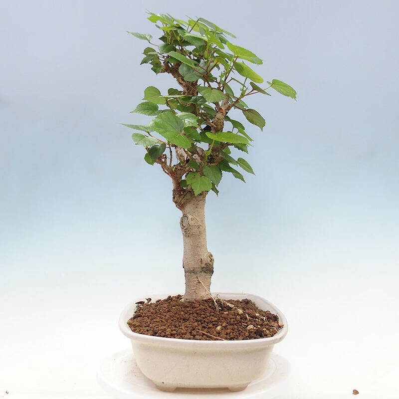 Bonsai do wnętrz - Hibiscus tiliaceus - Hibiskus morski + książka SUISEKI Gratis