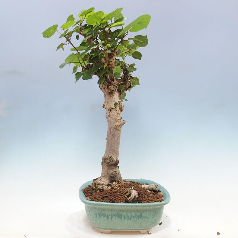 Bonsai do wnętrz - Hibiscus tiliaceus - Hibiskus morski + książka SUISEKI Gratis