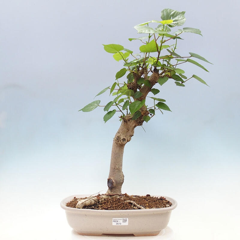 Bonsai do wnętrz - Hibiscus tiliaceus - Hibiskus morski + książka SUISEKI Gratis