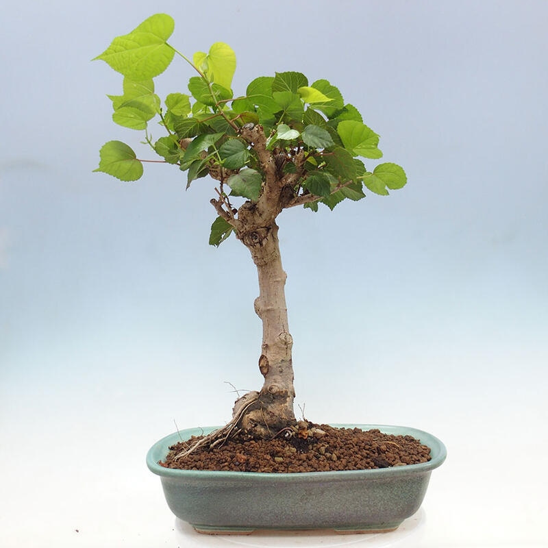 Bonsai do wnętrz - Hibiscus tiliaceus - Hibiskus morski + książka SUISEKI Gratis