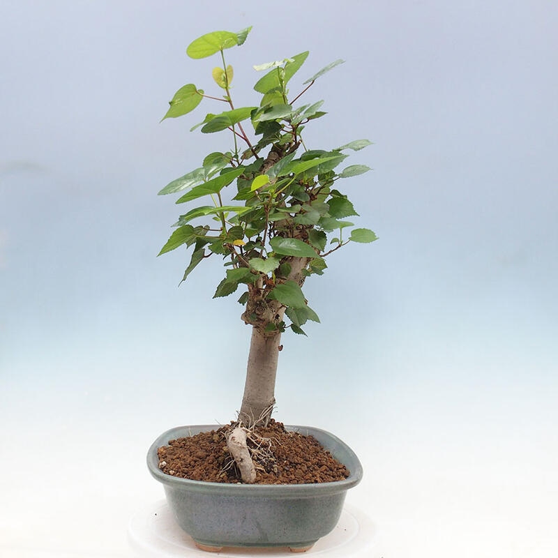 Bonsai do wnętrz - Hibiscus tiliaceus - Hibiskus morski + książka SUISEKI Gratis