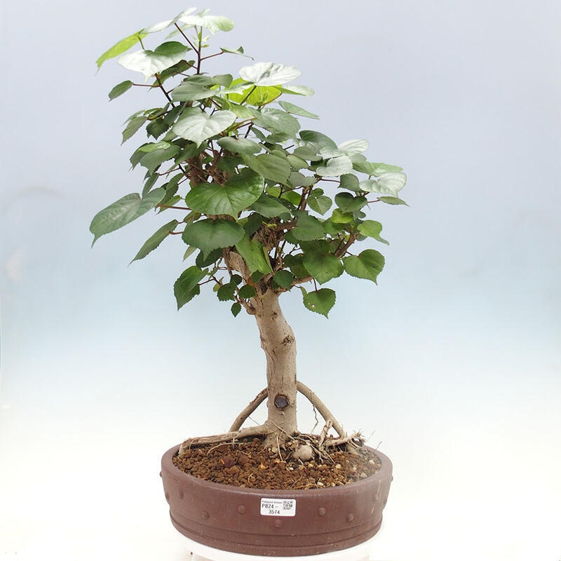 Bonsai do wnętrz - Hibiscus tiliaceus - Hibiskus morski + książka SUISEKI Gratis