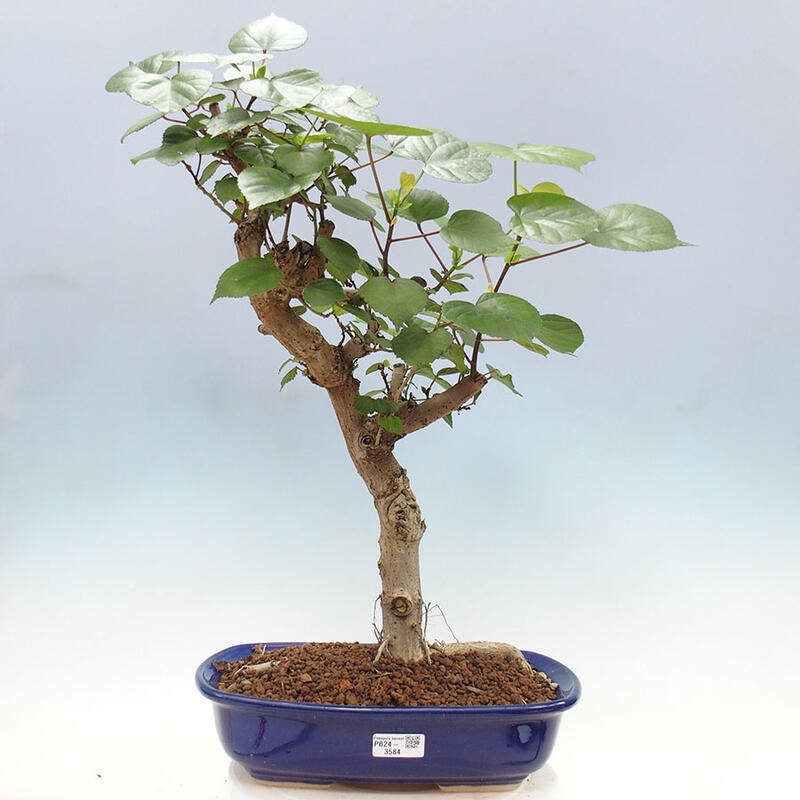 Bonsai do wnętrz - Hibiscus tiliaceus - Hibiskus morski + książka SUISEKI Gratis