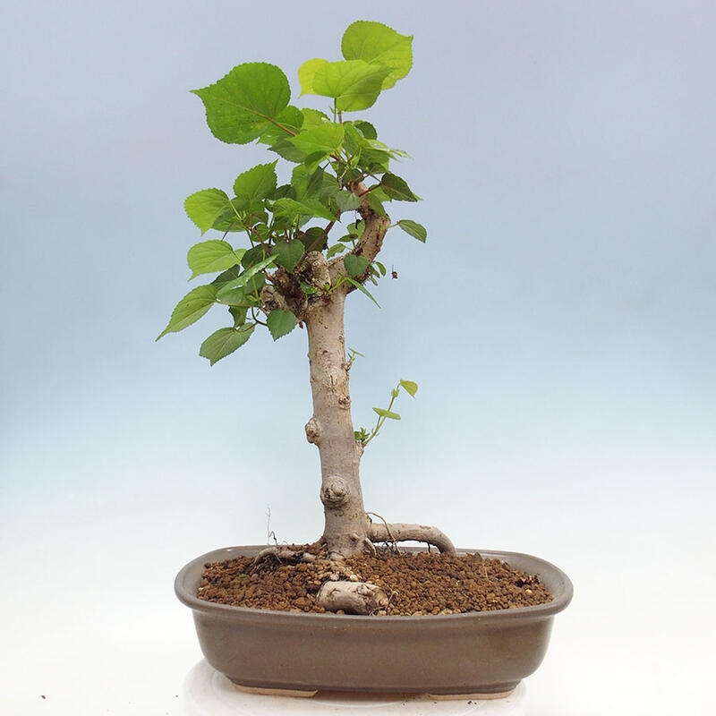 Bonsai do wnętrz - Hibiscus tiliaceus - Hibiskus morski + książka SUISEKI Gratis