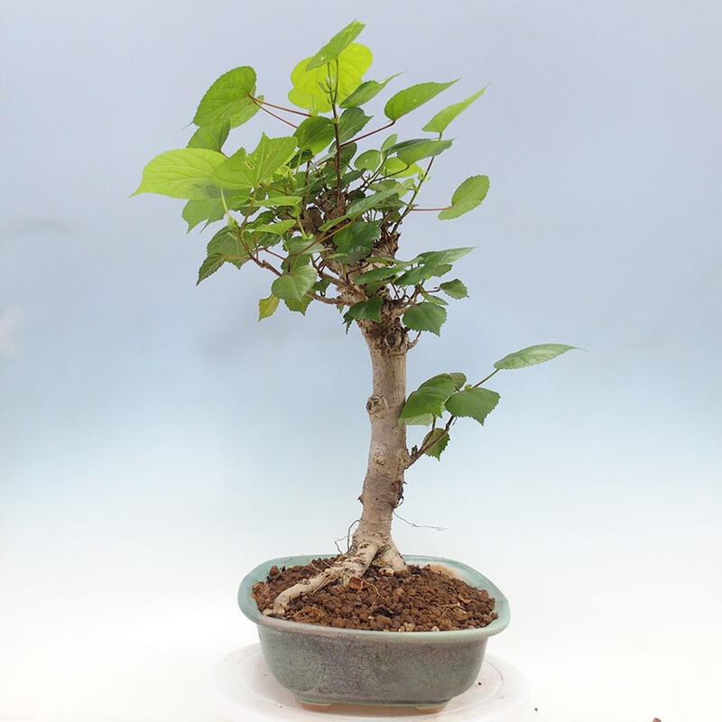 Bonsai do wnętrz - Hibiscus tiliaceus - Hibiskus morski + książka SUISEKI Gratis