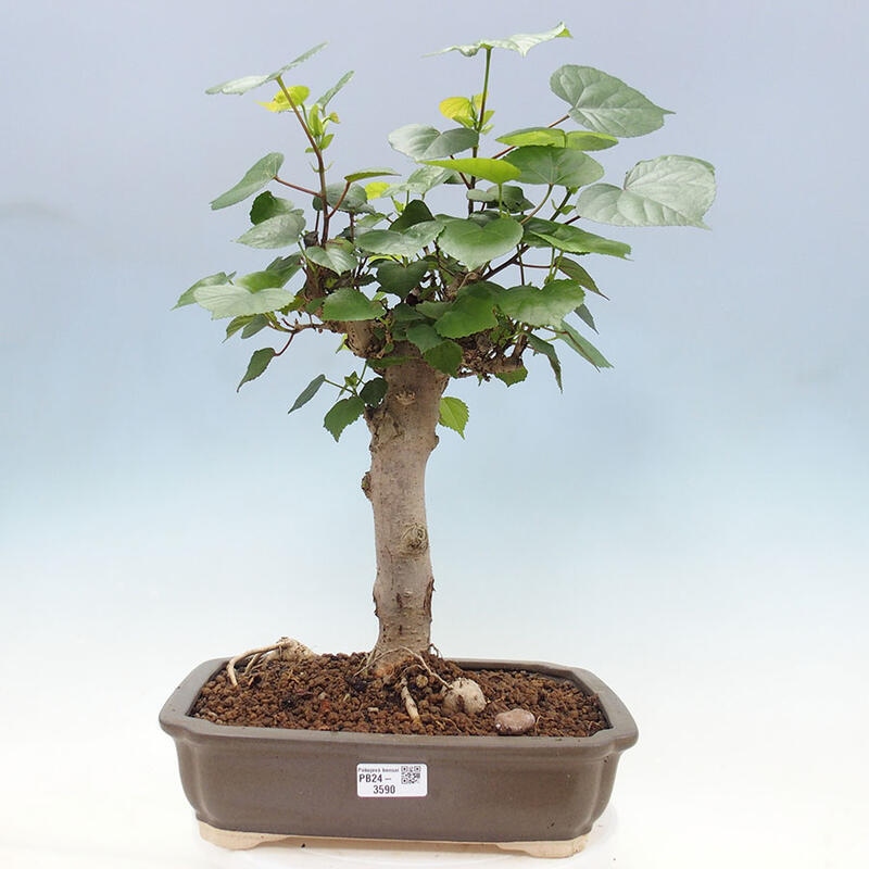 Bonsai do wnętrz - Hibiscus tiliaceus - Hibiskus morski + książka SUISEKI Gratis