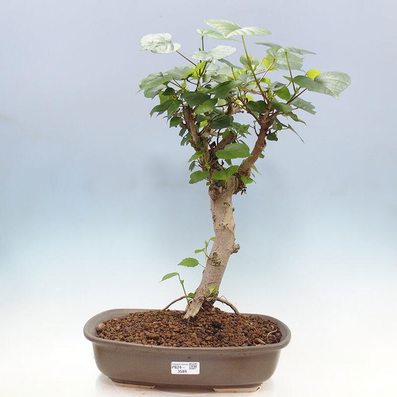 Bonsai do wnętrz - Hibiscus tiliaceus - Hibiskus morski + książka SUISEKI Gratis