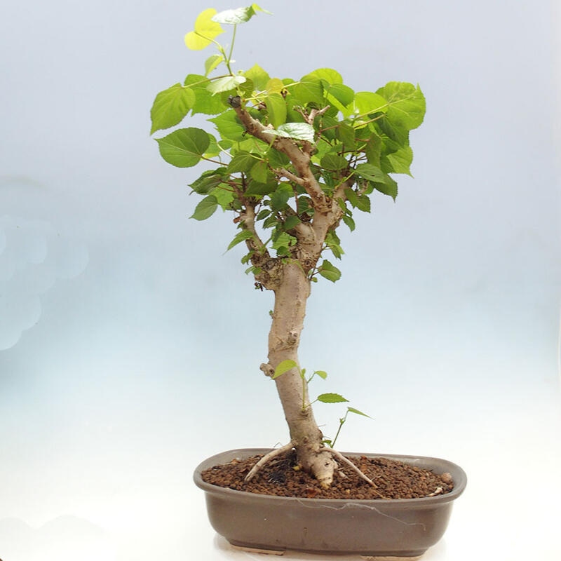 Bonsai do wnętrz - Hibiscus tiliaceus - Hibiskus morski + książka SUISEKI Gratis