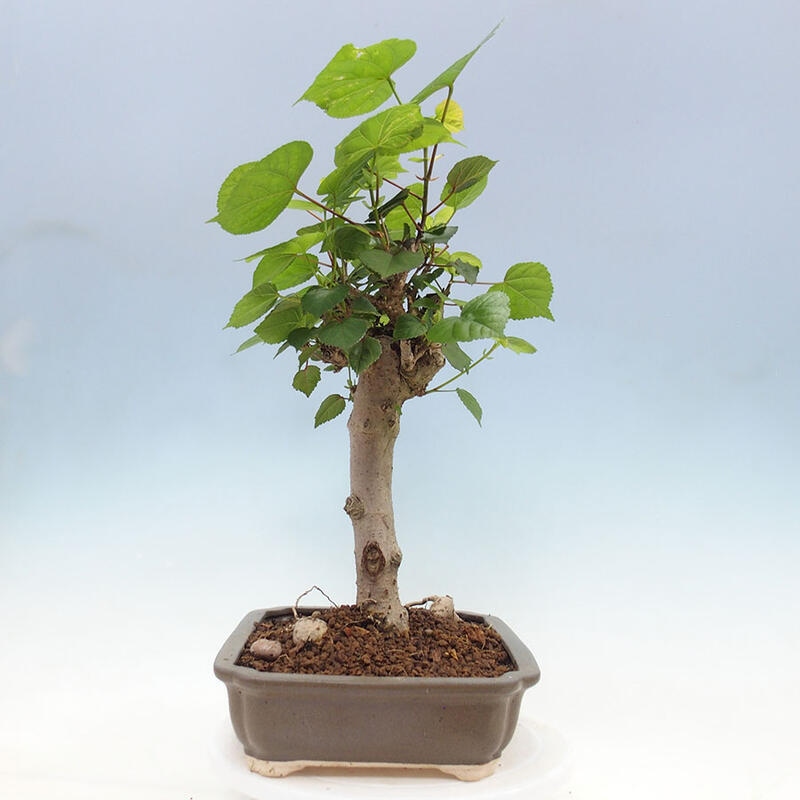 Bonsai do wnętrz - Hibiscus tiliaceus - Hibiskus morski + książka SUISEKI Gratis