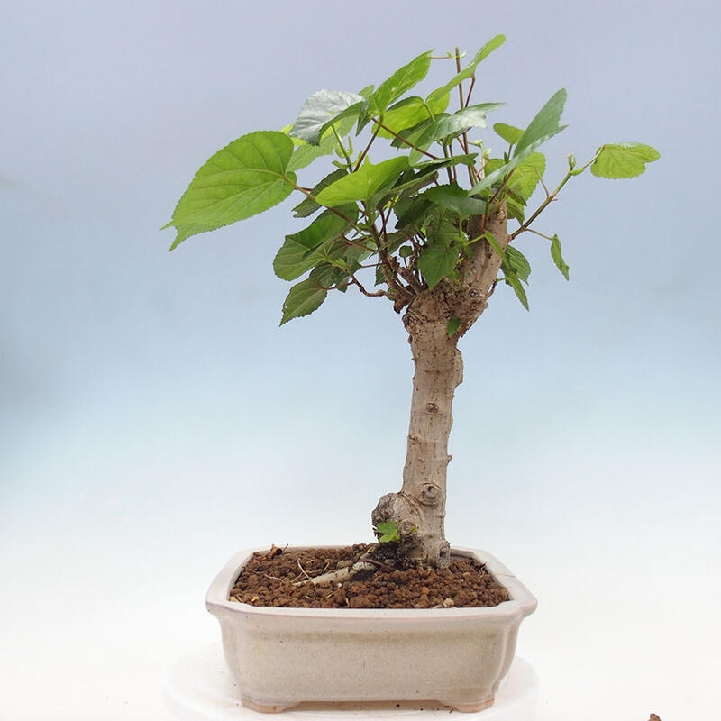 Bonsai do wnętrz - Hibiscus tiliaceus - Hibiskus morski + książka SUISEKI Gratis