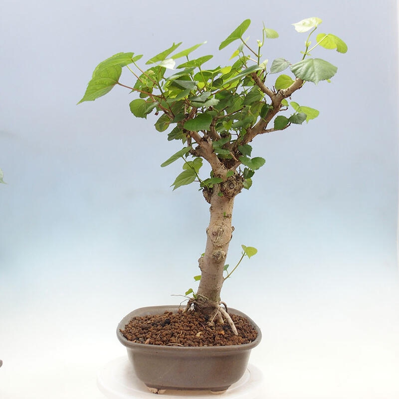 Bonsai do wnętrz - Hibiscus tiliaceus - Hibiskus morski + książka SUISEKI Gratis