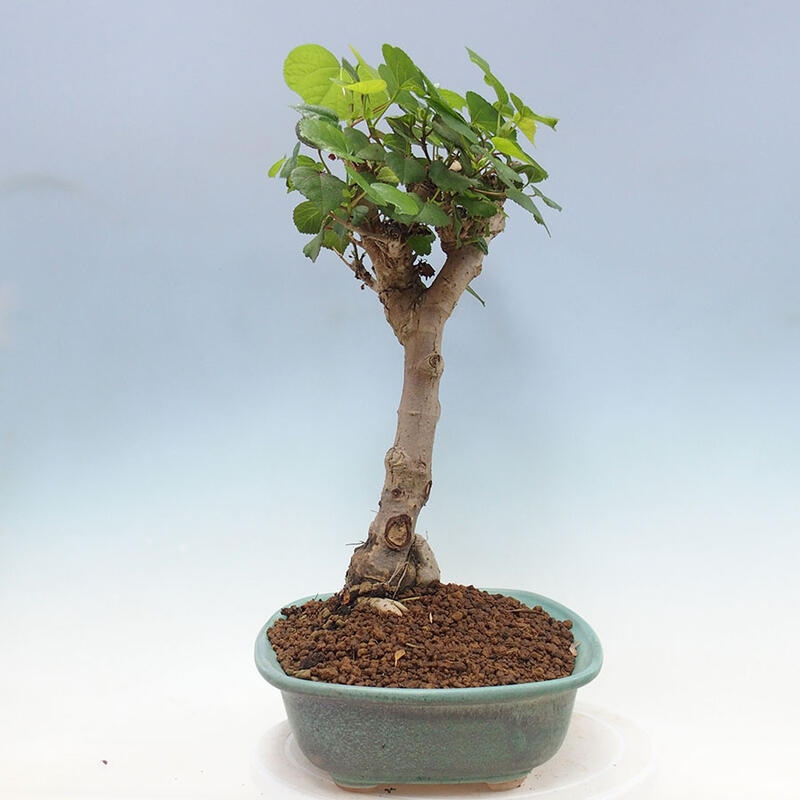 Bonsai do wnętrz - Hibiscus tiliaceus - Hibiskus morski + książka SUISEKI Gratis