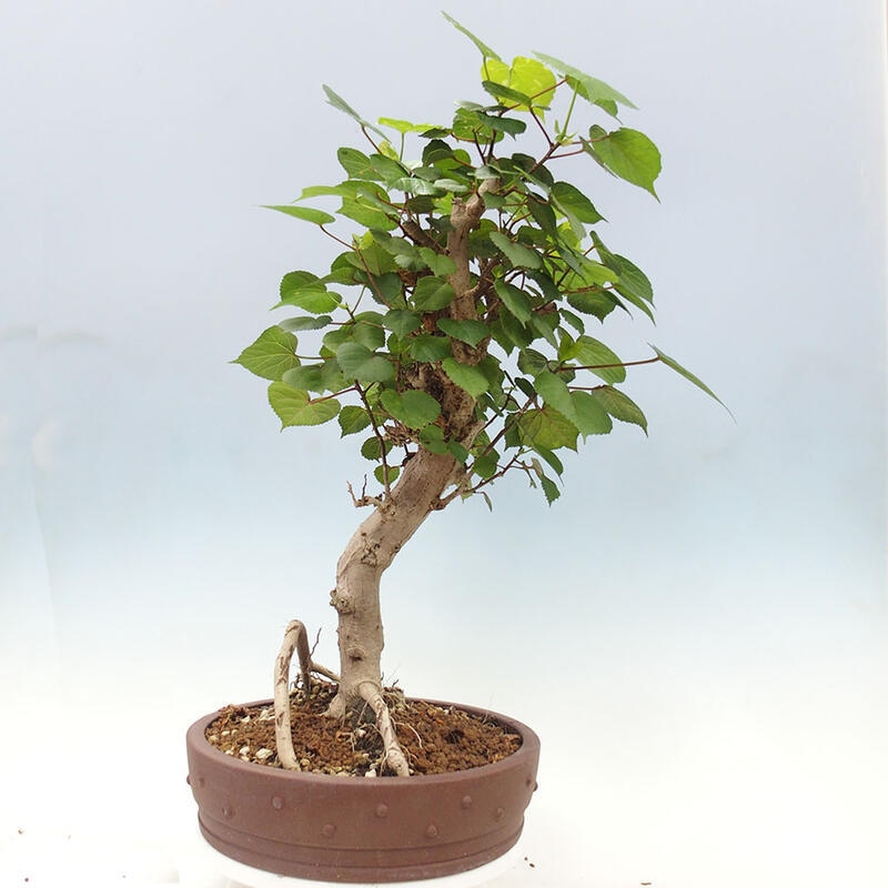 Bonsai do wnętrz - Hibiscus tiliaceus - Hibiskus morski + książka SUISEKI Gratis