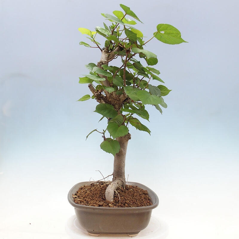 Bonsai do wnętrz - Hibiscus tiliaceus - Hibiskus morski + książka SUISEKI Gratis