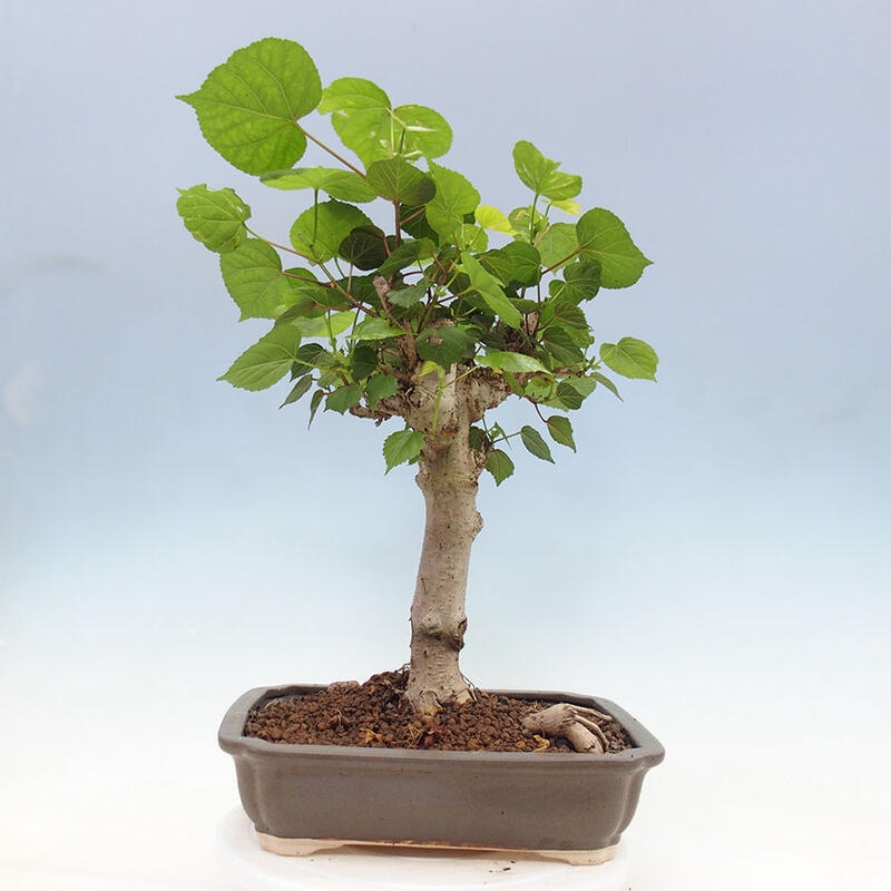 Bonsai do wnętrz - Hibiscus tiliaceus - Hibiskus morski + książka SUISEKI Gratis