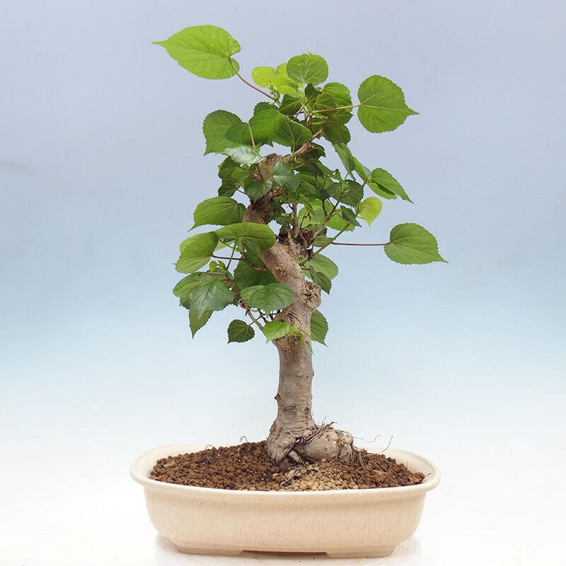 Bonsai do wnętrz - Hibiscus tiliaceus - Hibiskus morski + książka SUISEKI Gratis