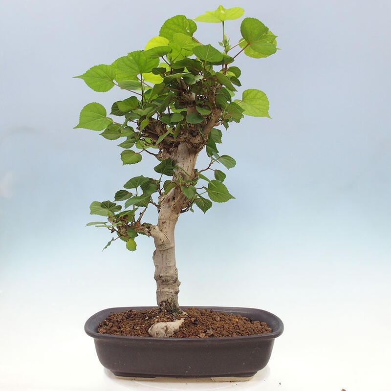 Bonsai do wnętrz - Hibiscus tiliaceus - Hibiskus morski + książka SUISEKI Gratis