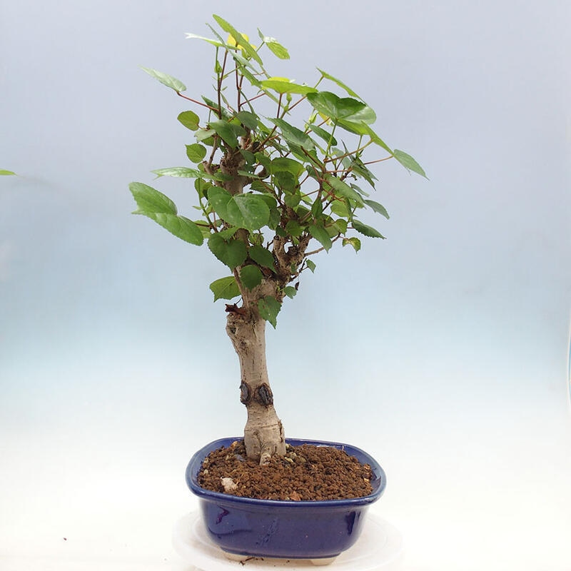 Bonsai do wnętrz - Hibiscus tiliaceus - Hibiskus morski + książka SUISEKI Gratis