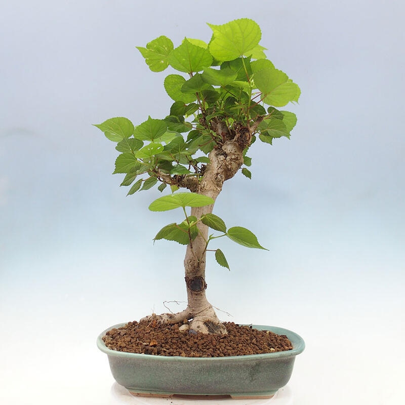 Bonsai do wnętrz - Hibiscus tiliaceus - Hibiskus morski + książka SUISEKI Gratis