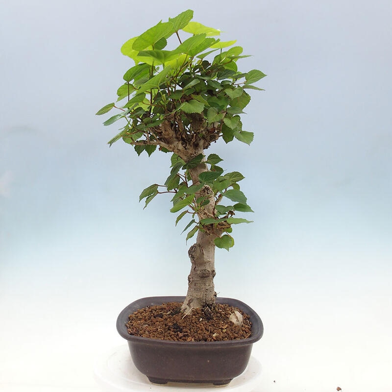 Bonsai do wnętrz - Hibiscus tiliaceus - Hibiskus morski + książka SUISEKI Gratis