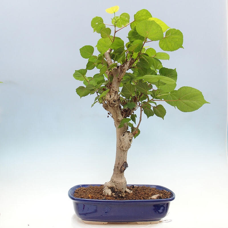 Bonsai do wnętrz - Hibiscus tiliaceus - Hibiskus morski + książka SUISEKI Gratis