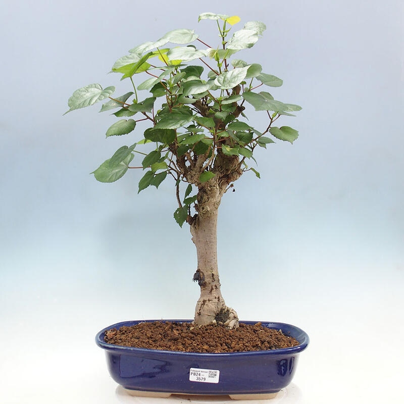 Bonsai do wnętrz - Hibiscus tiliaceus - Hibiskus morski + książka SUISEKI Gratis