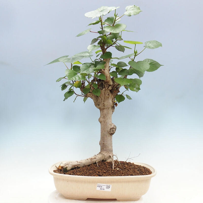 Bonsai do wnętrz - Hibiscus tiliaceus - Hibiskus morski + książka SUISEKI Gratis